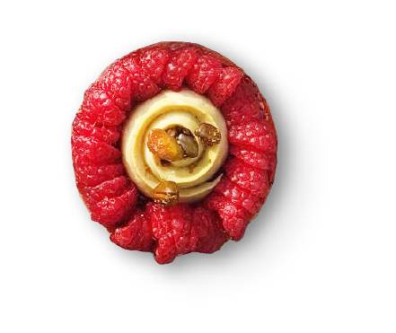 Perlette – cake 05